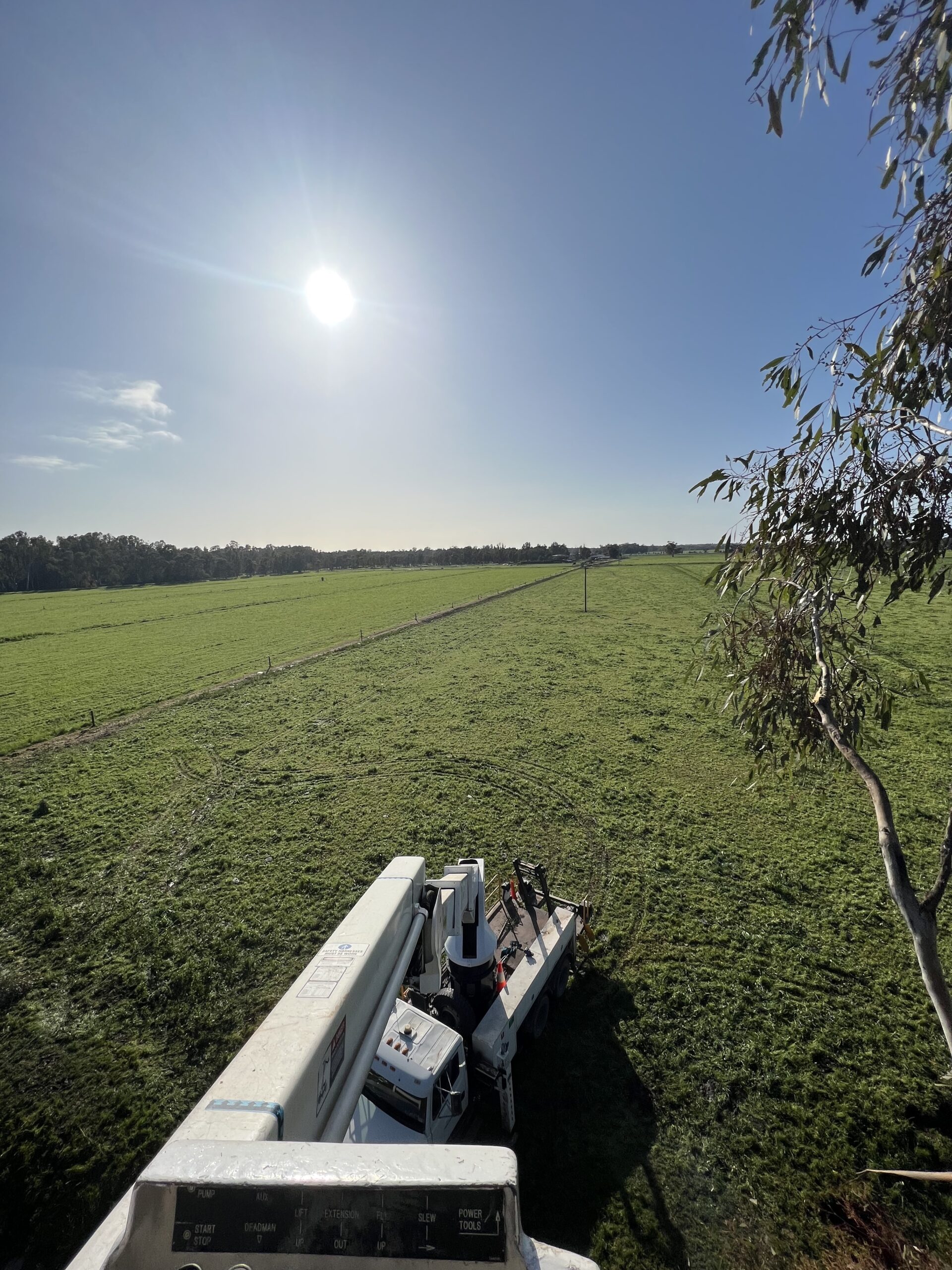 Tree pruning/tree maintenance in the spring time