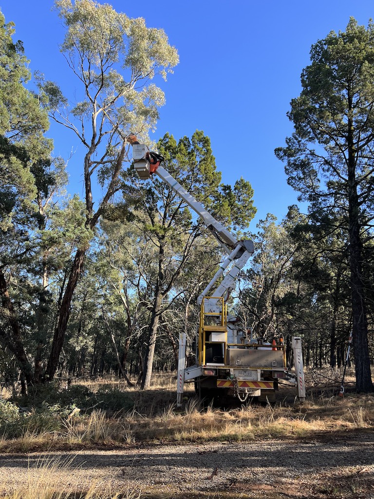 The Ultimate Guide to Tree Pruning: Techniques and Benefits