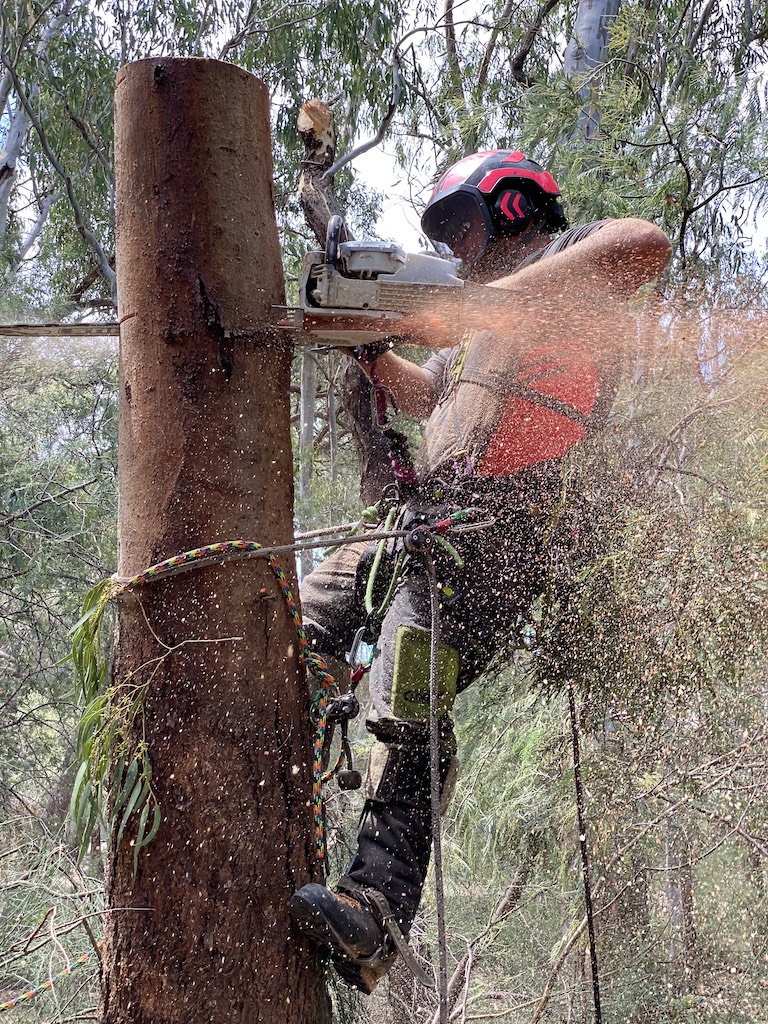The Ultimate Guide to Tree Removal: Expert Tips & Safety Measures